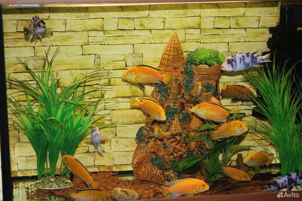 Продаю аквариум и рыбок купить на Зозу.ру - фотография № 4