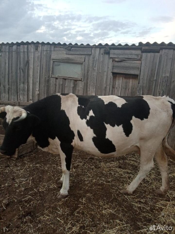 Продам коров купить на Зозу.ру - фотография № 6