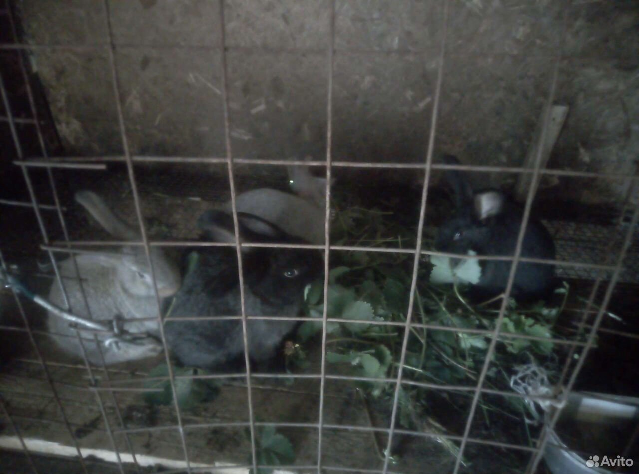 Кролики, цыплята, селезни купить на Зозу.ру - фотография № 1