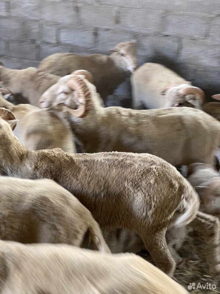 Бараны овцы купить на Зозу.ру - фотография № 9