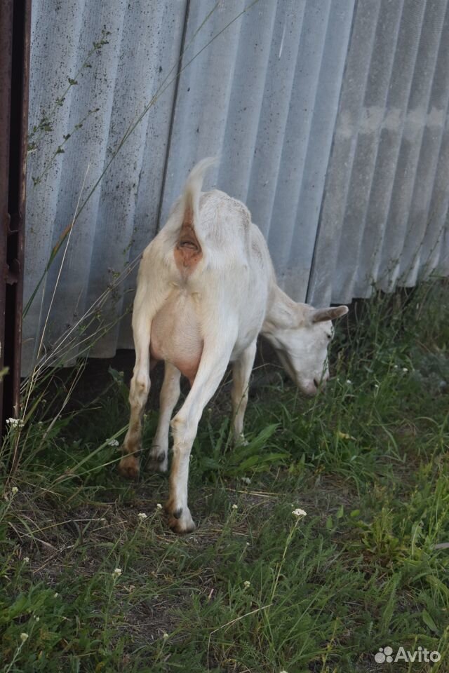 Продать коз двух купить на Зозу.ру - фотография № 2
