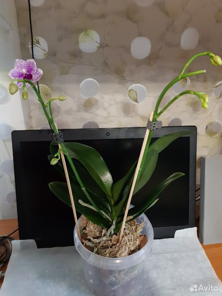 Орхидея мультифлора купить на Зозу.ру - фотография № 3