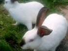 Кролики колифорнийцы объявление продам