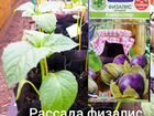 Рассада овощей: физалис, баклажаны, томаты объявление продам