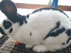 Продажа кролики объявление продам