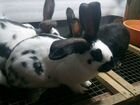 Кролики Продажа объявление продам