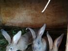 Кролики породы Ризен объявление продам