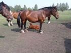 Лошади породы Владимирский тяжеловоз объявление продам