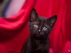 Домашний чёрный котенок объявление продам