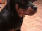 Найден щенок ротвейлера объявление продам