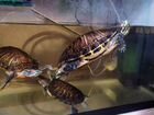 Красноухие черепахи с аквариум 100 литров объявление продам