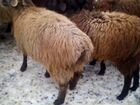 Баранов и овец объявление продам