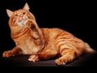 Вязка - крупный кот чемпион WCF объявление продам