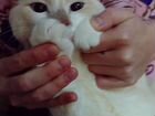 Молодой тайский кот объявление продам