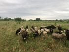 Овцы и бараны, Ягнята объявление продам