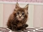 Мейн-Кун шикарные котята - мини рыси объявление продам