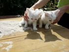 Отдаю белых пушистых котят от Персидской ангорки объявление продам