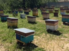 Продам пчёл и пчёлопакеты
