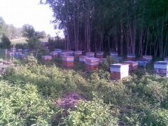Пчелы, зимовальные пчелосемья