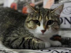 Авито котята в добрые руки ногинск