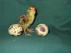 Инкубационое яйцо перепелов