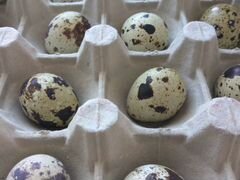 Инкубационные яйца перепелок