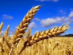 Пшеница урожай 2019 года
