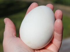 Продам гусиные яйца на инкубацию