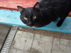 Черного окраса молодой котик