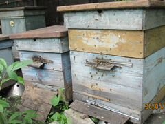 Высокопродуктивные пчелосемьи -дадан