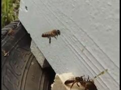 Пчеломатки