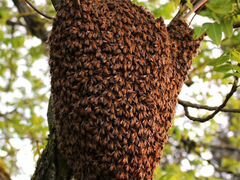 Рой пчёл (вознаграждение за информацию)