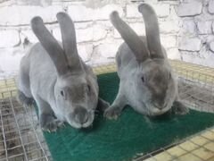 Кролики Рекс