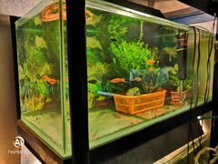 Продаются пять аквариумов с двумя стеллажами объём