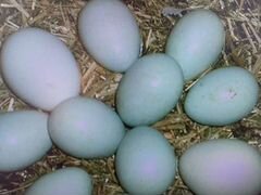 Инкубационное яйцо Амераукана, Китайская шелковая