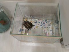 Продаю черепаху и аквариум