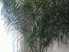 Пальма канарский финик
