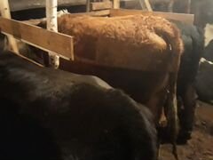 Коровы стельные порода комоль красный мяса торг