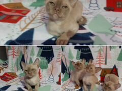 Бурманские-котята