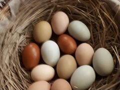 Инкубационное яйцо цветное