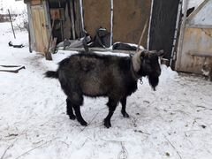 Продаётся племянной козел по кличке Федор
