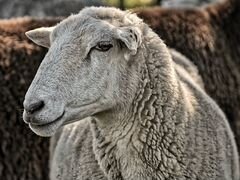 Закуплю овец для разведения