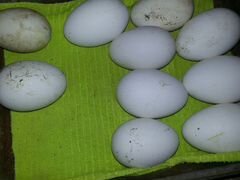 Гиси и инкубационное яйцо