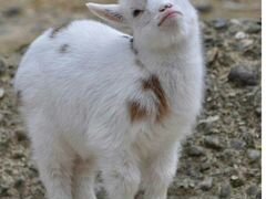 Новорожденные козлята от высокоудойной козы