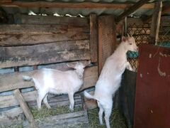 Продаётся коза с 2 козлятами