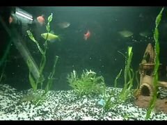 Панорамный аквариум с рыбками