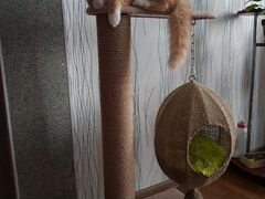 Подвесной Кошкин дом (кокон) +когтеточка