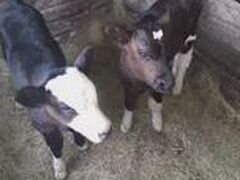 Два теленка, возраст 2 недели