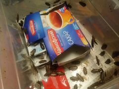 Кормовые тараканы