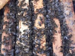 Отводки пчелиных семей